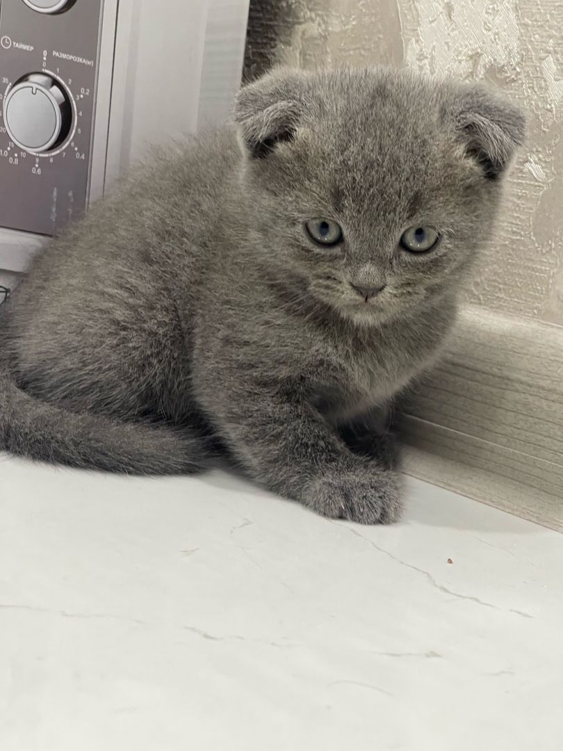 Oskollik qizlar Gozallar va katta eshaklar bilan jinsiy aloqa